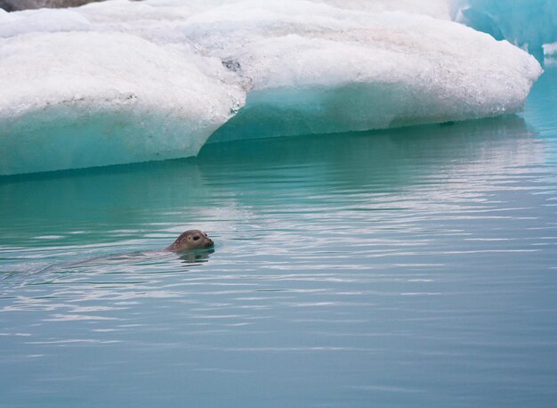 Foto uitzicht op een zeehond die zwemt in de jokulsarlonlagune in het vatnajokull nationaal park ijsland