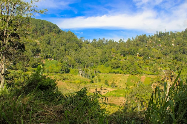 Uitzicht op Ella Rock achter het weelderige groene gras Ella Sri Lanka Vroege ochtend Achtergrond kopieerruimte voor tekst