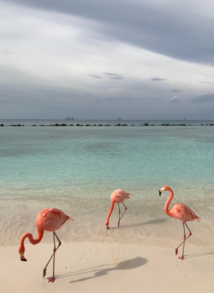 Foto uitzicht op flamingo's op zee tegen de lucht in aruba