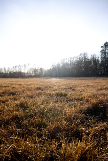 Foto uitzicht op gedroogd bruin gras op een herfstveld