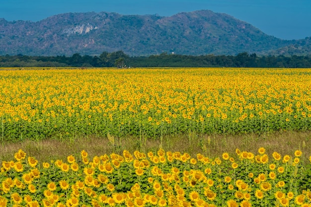 Uitzicht op gele bloemen die op het veld groeien