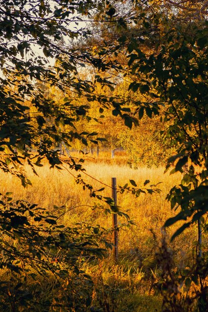 Foto uitzicht op gele bomen op het veld in de herfst