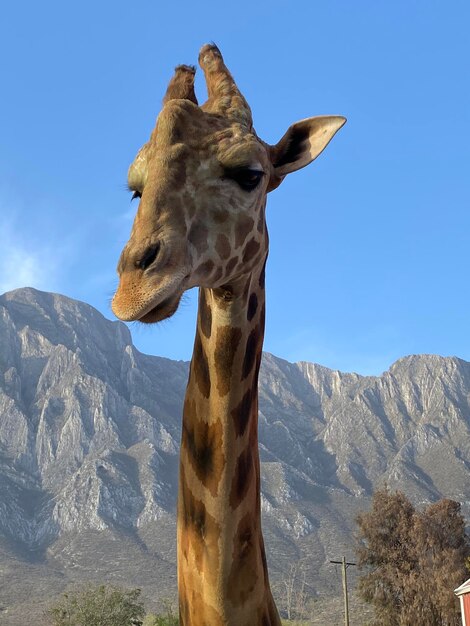 Foto uitzicht op giraffe op de berg tegen een heldere lucht