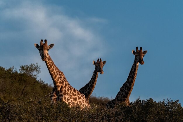 Foto uitzicht op giraffen op het land tegen de lucht