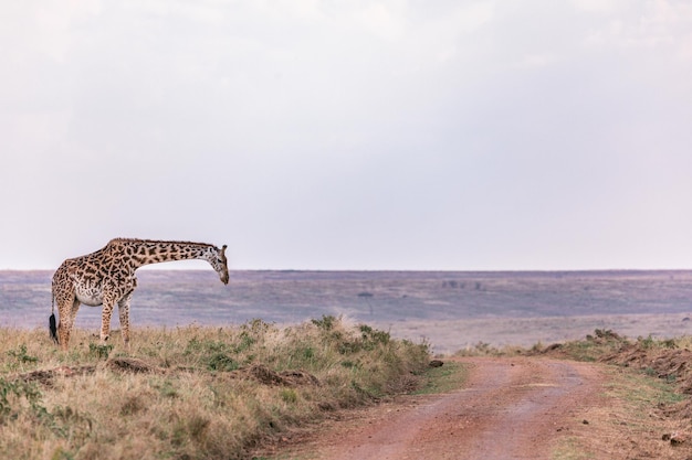 Uitzicht op giraffen tegen een heldere hemel in het wildreservaatpark in narok county in kenia maasai mara