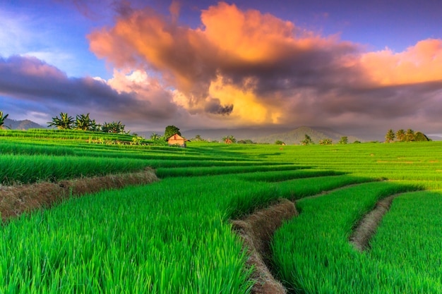 uitzicht op groene rijstvelden met prachtige hemel in Noord-Benggulu, Indonesië