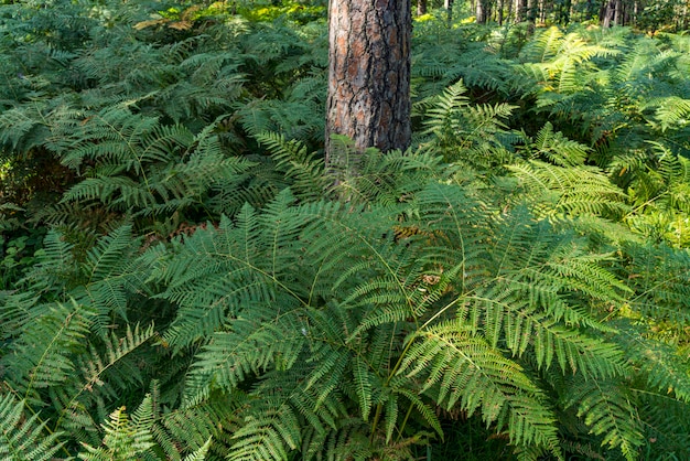 Uitzicht op groene varens in het bos