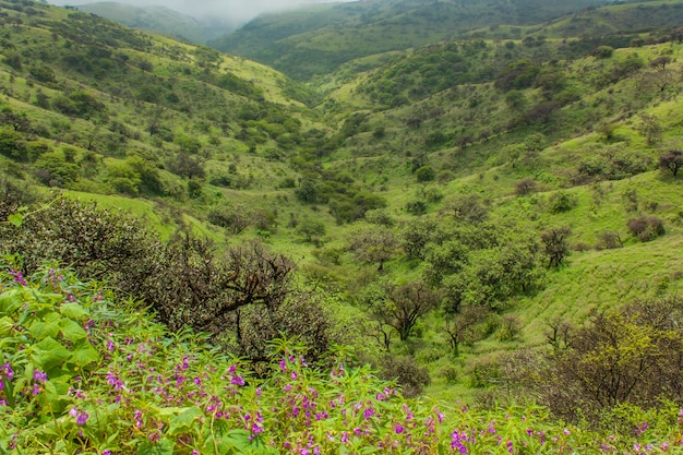 Uitzicht op groene velden in salalah, oman tijdens het moessonseizoen