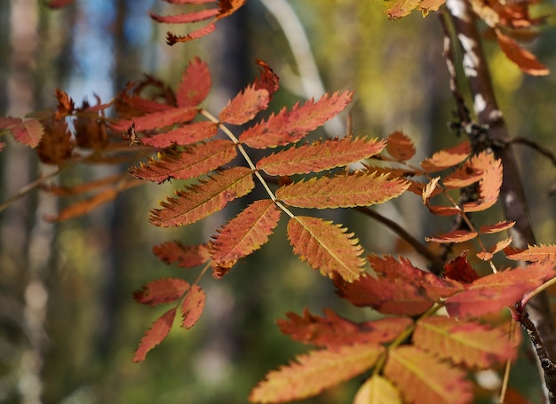 Uitzicht op herfst Europees bos, gele bladeren rowan