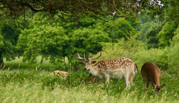 Uitzicht op herten die grazen op een grasveld in het bos