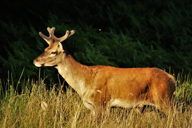 Foto uitzicht op herten die op het veld staan