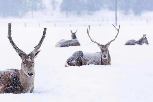 Foto uitzicht op herten op een met sneeuw bedekt veld