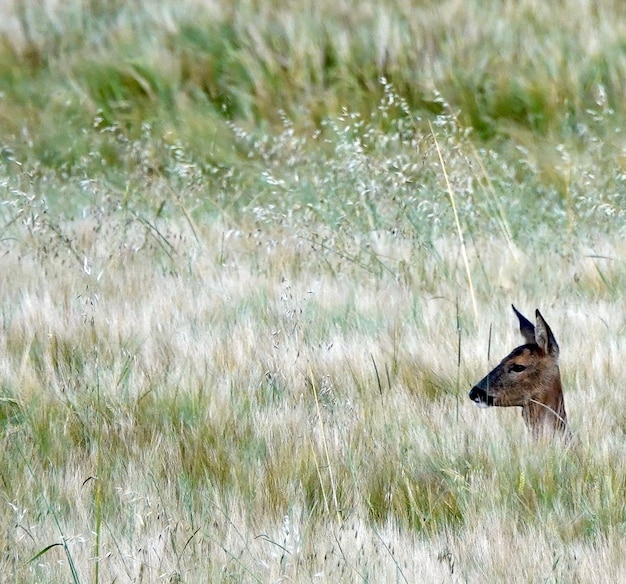 Foto uitzicht op herten op het veld