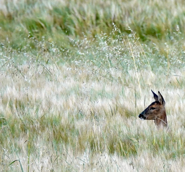 Uitzicht op herten op het veld