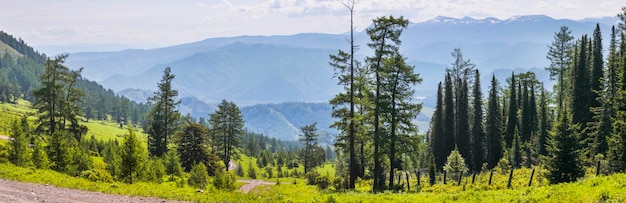 Uitzicht op het bergdal vanaf de pas, zomergroen, bomen, ochtend