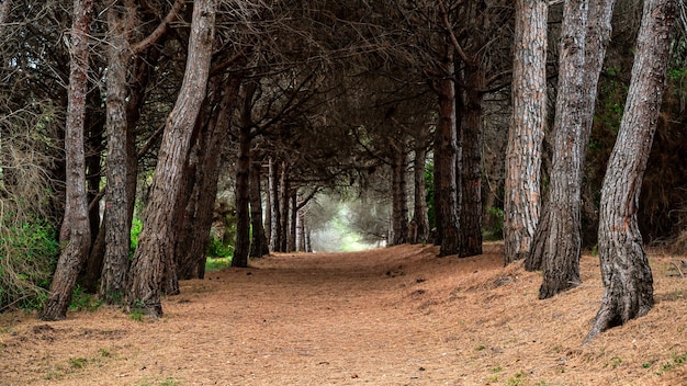 Uitzicht op het bos op het eiland Sainte-Marguerite, Frankrijk