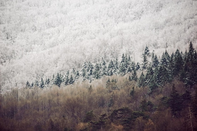 Uitzicht op het dennenbos in de winter
