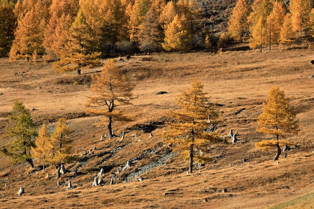 Uitzicht op het gouden herfstbos met lariksbomen van de Chuiskiy-snelweg in West-Siberië in Rusland