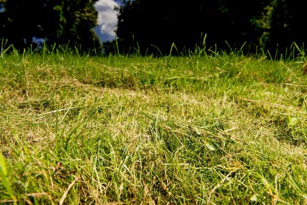 Foto uitzicht op het grasveld