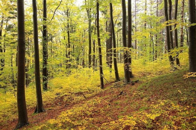 Uitzicht op het herfst beukenbos op de berghelling bij mistig weer