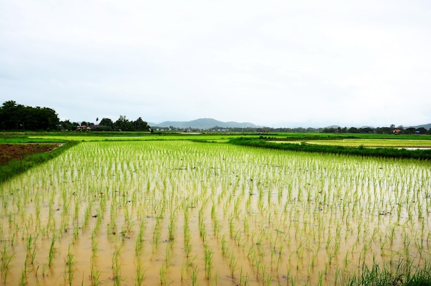 Uitzicht op het landschap van padie of rijstveld terwijl het regent in Nan Thailand