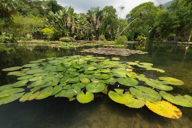 Uitzicht op het meer in de botanische tuin in rio de janeiro, brazilië.