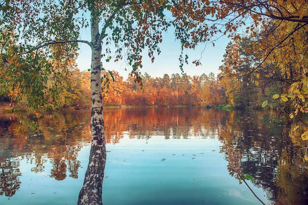 Uitzicht op het meer met herfstgele en groene bomen en blauwe lucht natuurlijke seizoensachtergrond