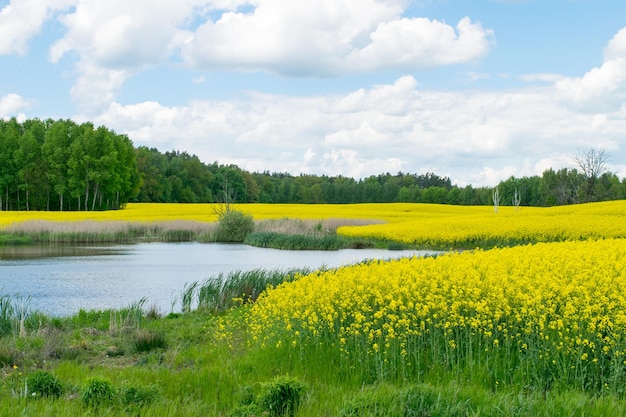 Uitzicht op het meer naast het gele koolzaadveld tegen de achtergrond van een loofbos