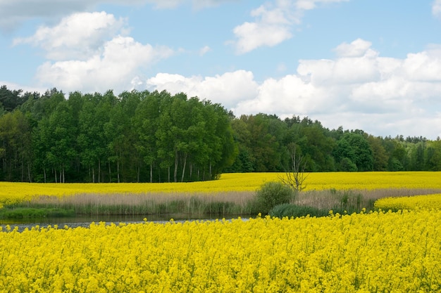 Uitzicht op het meer naast het gele koolzaadveld tegen de achtergrond van een loofbos