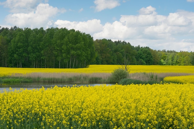 Uitzicht op het meer naast het gele koolzaadveld tegen de achtergrond van een loofbos