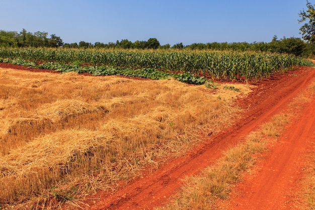 Uitzicht op het platteland van Istrië