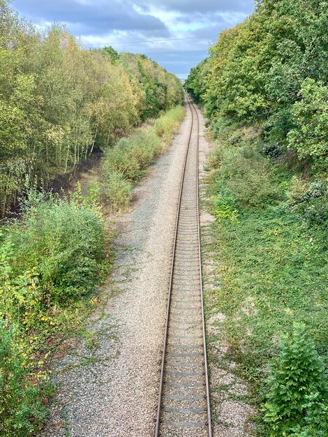 Foto uitzicht op het spoor tussen de bomen