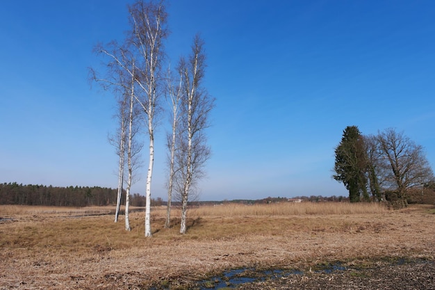 Foto uitzicht op het veld tegen de blauwe hemel