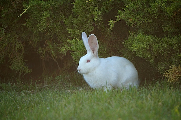 Uitzicht op het witte konijn op het veld