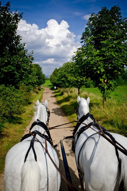 Foto uitzicht op het witte paard