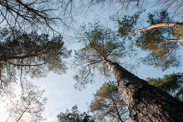 Uitzicht op hoge oude bomen Prachtige bomen hoog aan de blauwe lucht