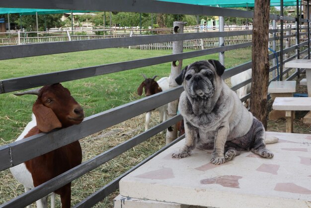 Foto uitzicht op honden op de reling tegen het hek