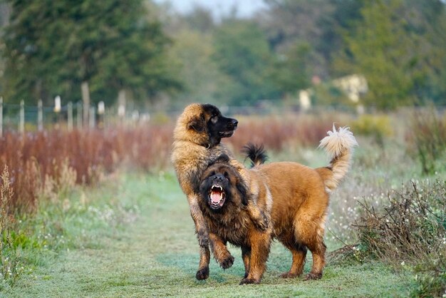 Foto uitzicht op honden op het veld