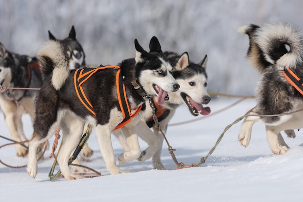 Uitzicht op honden op sneeuw bedekt land