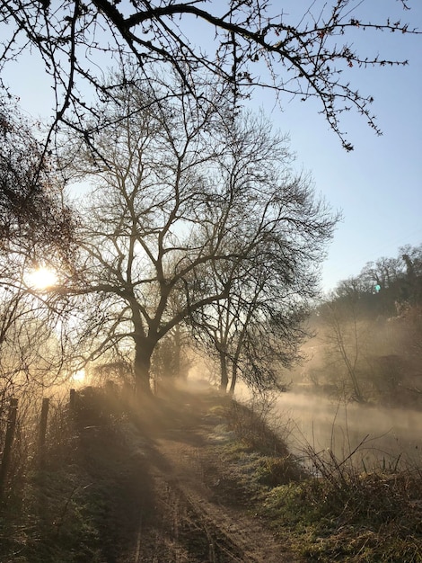 Foto uitzicht op kale bomen bij mistig weer