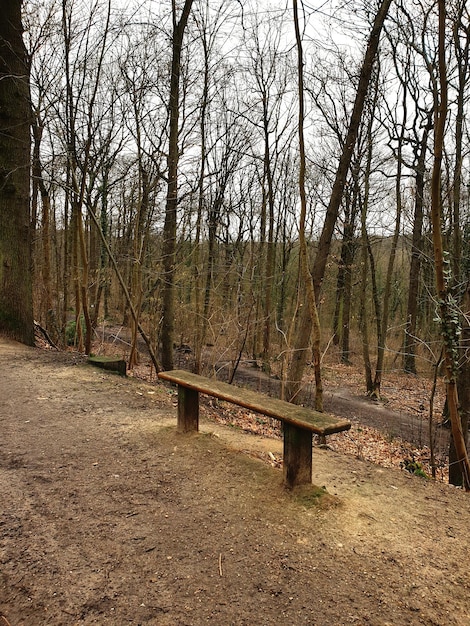 Foto uitzicht op kale bomen in het bos