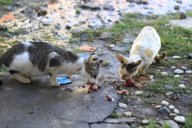 Foto uitzicht op katten die voedsel eten