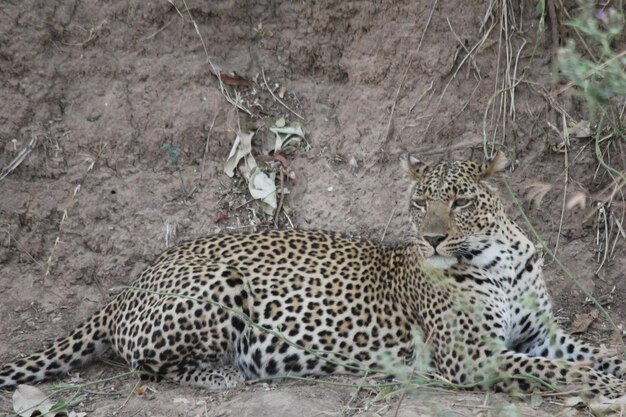 Foto uitzicht op katten die zich op het land ontspannen