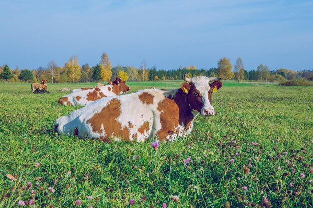 Foto uitzicht op koeien op het veld