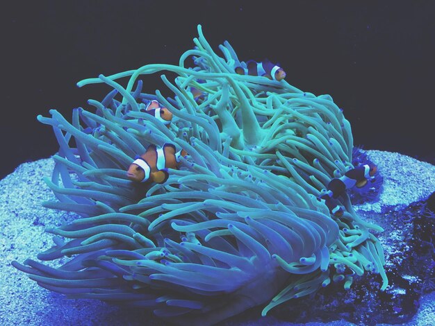 Foto uitzicht op koraal in de zee