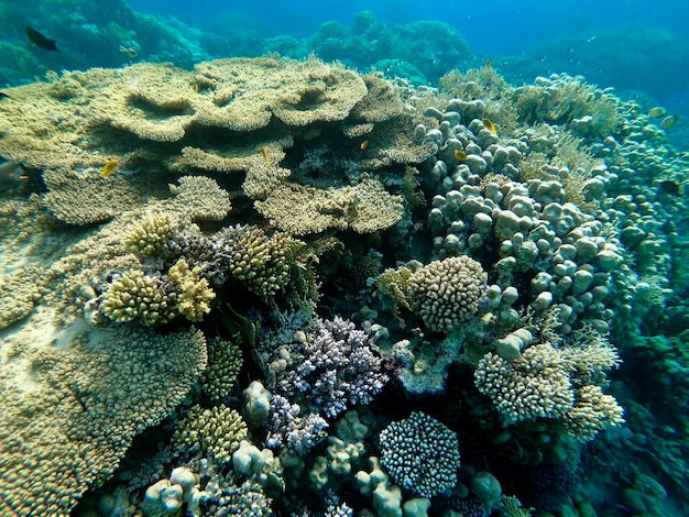 Uitzicht op koraal in de zee