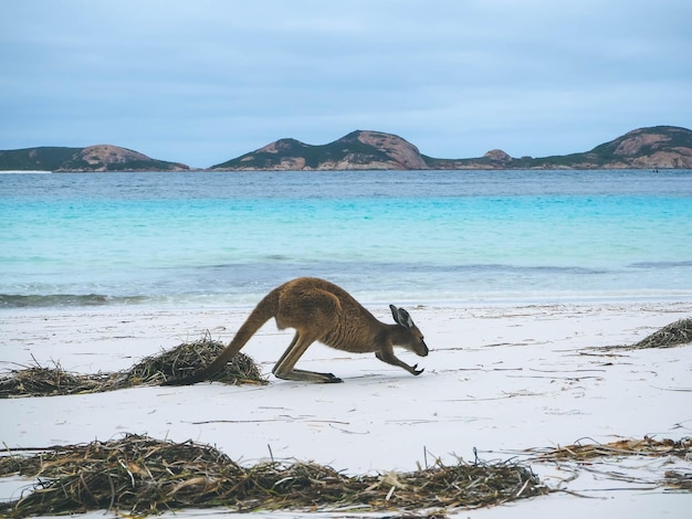 Foto uitzicht op krab op het strand tegen de lucht