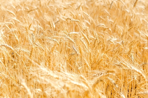 Uitzicht op landbouwgebied met oogst