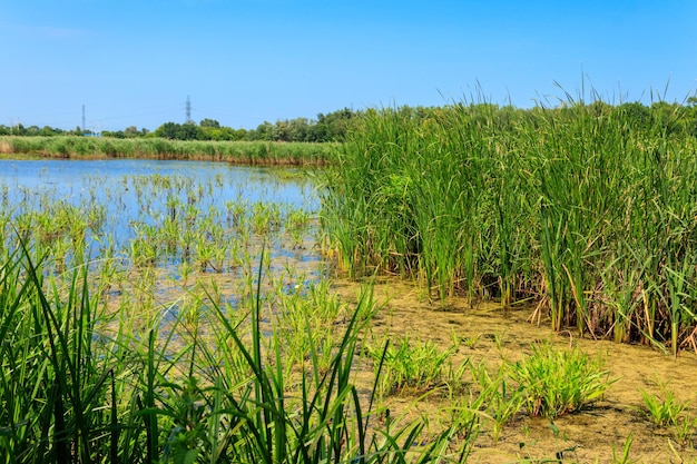 Uitzicht op meer begroeid met lisdodde in de zomer