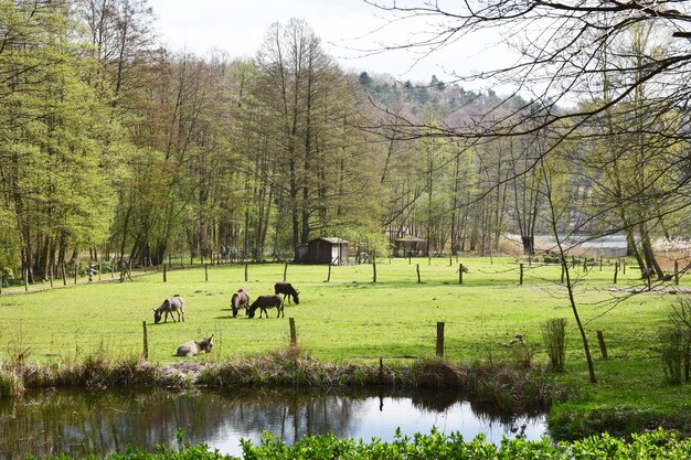 Foto uitzicht op mensen in een veld